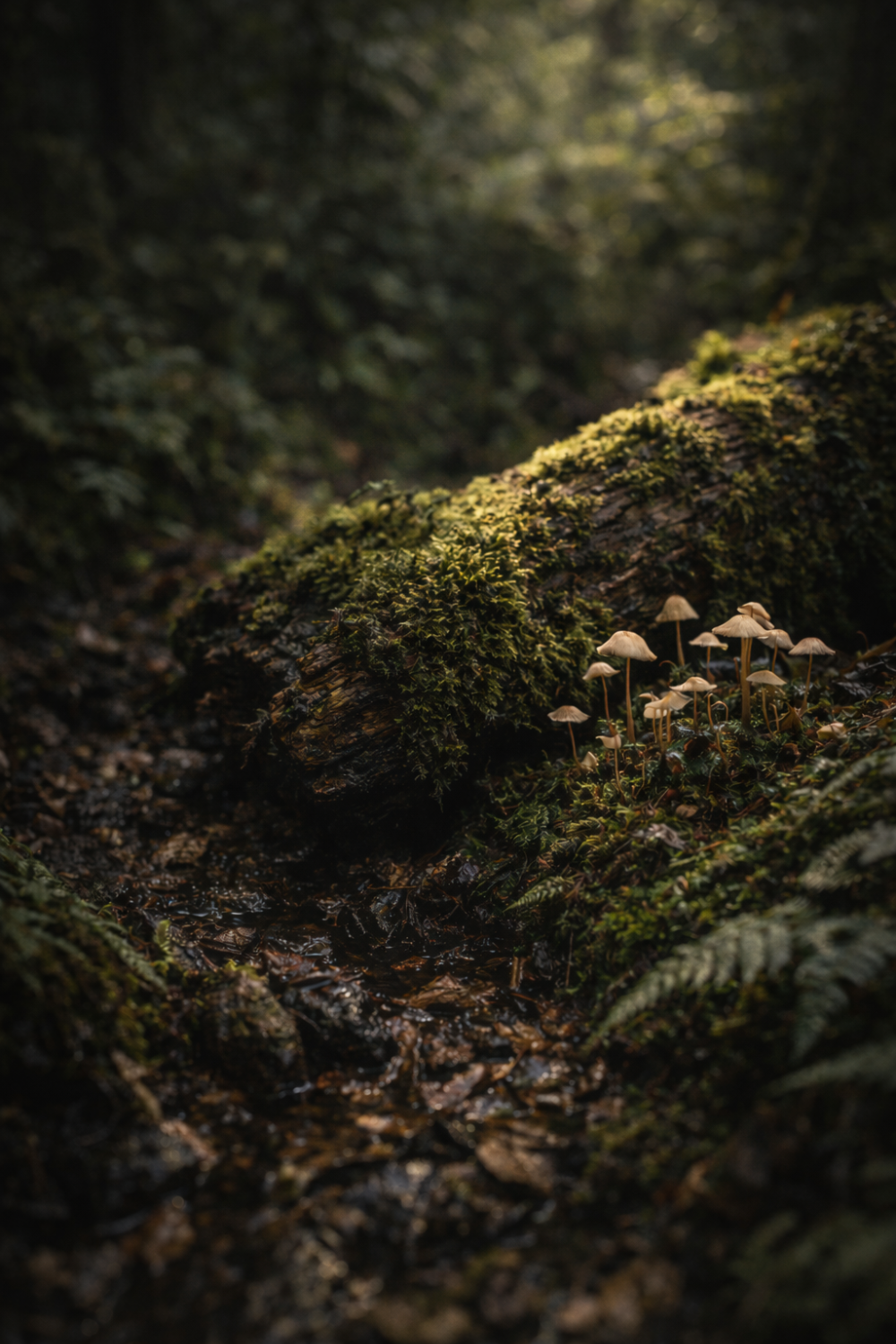 Mosswood Glade Incense Earthy Moss and Wood Home Scent